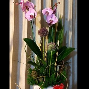 ORQUIDEA PALEONOPSIS EN PLANTA